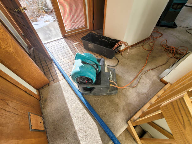 Best Mold removal after water damage  in Savannah, GA