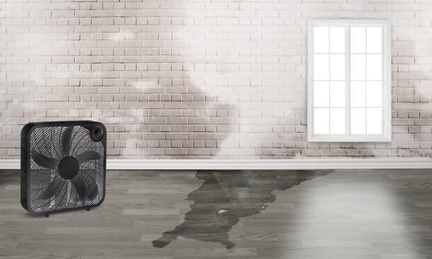 Best Flood restoration services  in Savannah, GA